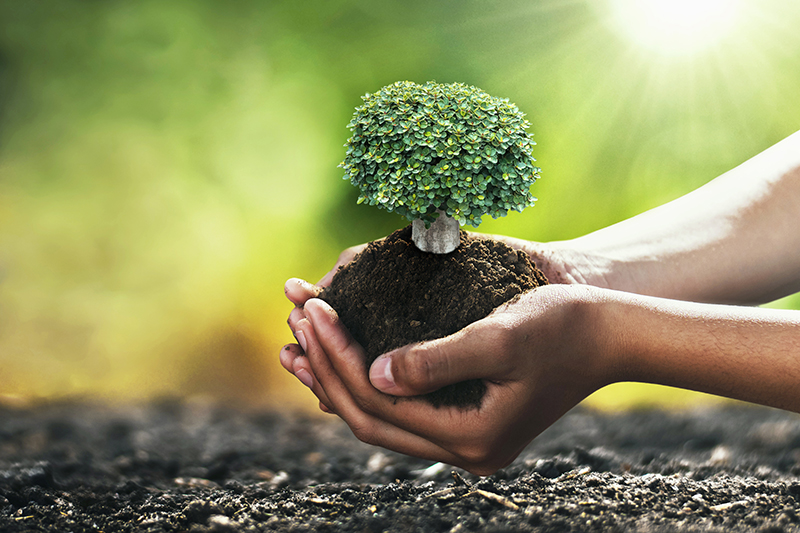 hand holding tree for planting. concept green world